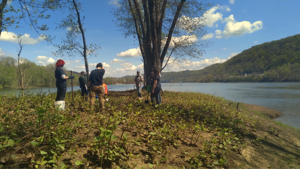 Students plant trees at the head of Wheeling Island in Wheeling, West Virginia. (Photo courtesy West Liberty University)