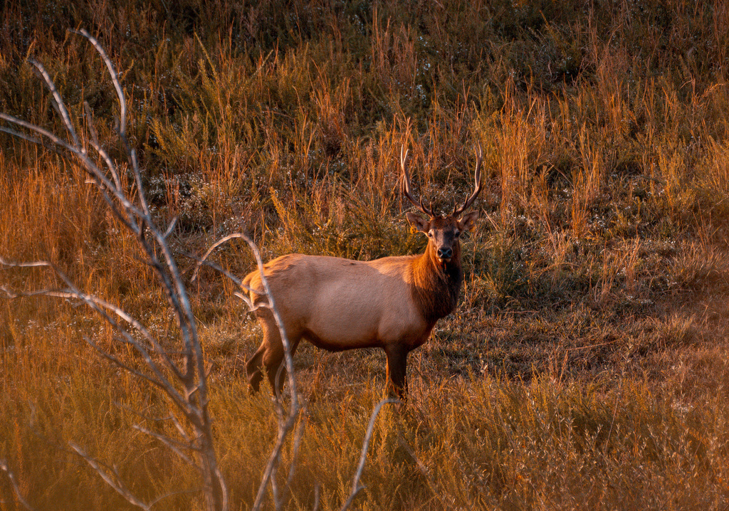 An elk, or wapiti, lingers in an upland field in the Tomblin Wildlife Management Area.