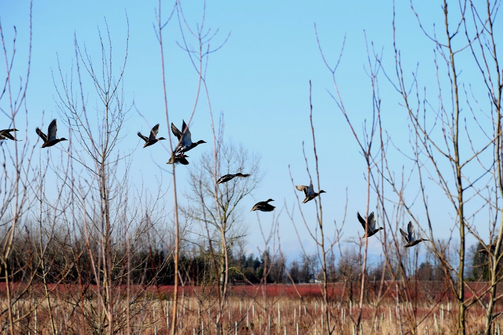 Biologists have introduced two changes to 2021-'22 waterfowl regulations.