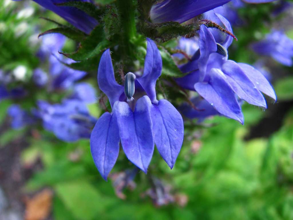 Lobelia siphilitica blossoms brilliant blue in late August through mid-September.