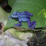 Frog at Huntington Conservatory