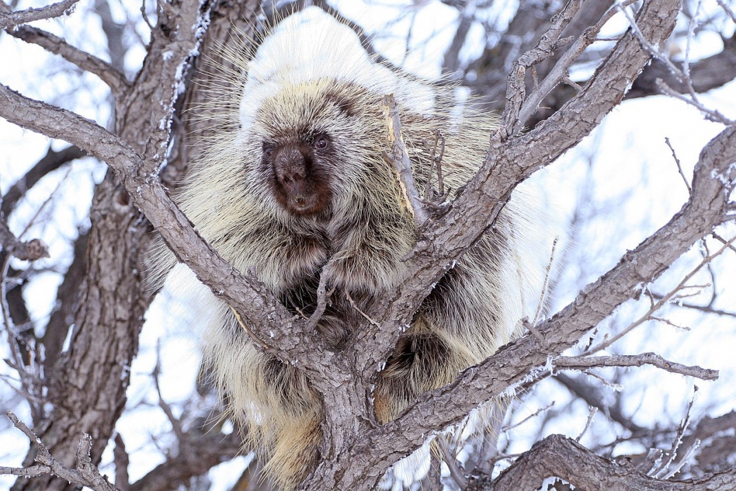 Native to northern Appalachia, porcupines have been slowly migrating south into West Virginia.