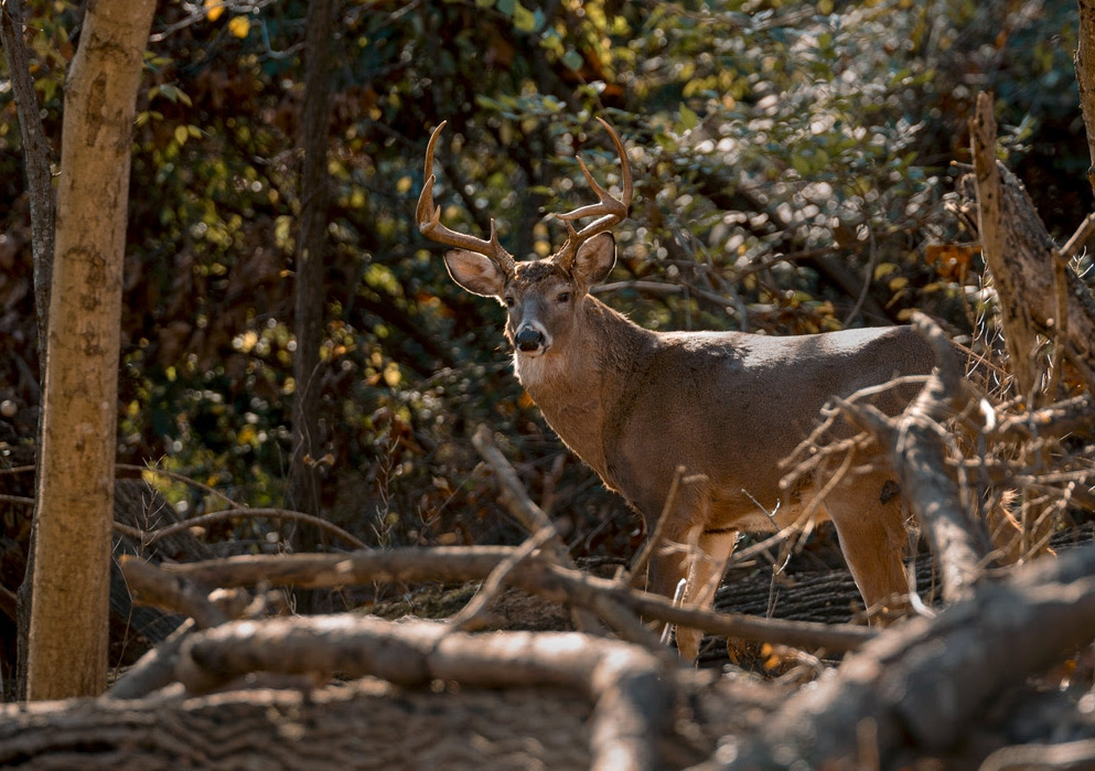 A white-tailed buck peers out from behind a woodpile.