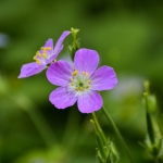 Wild Geranium