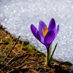 Crocus in West Virginia