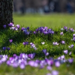 Drift of crocus in West Virginia