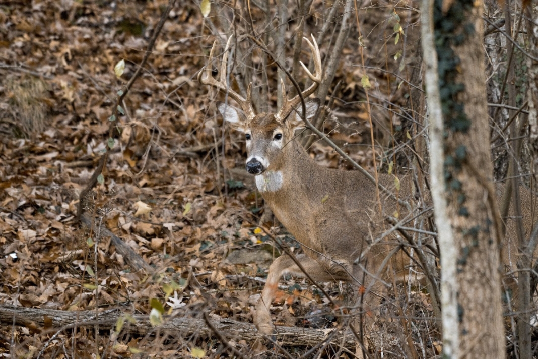 A white-tail buck peers out from a thicket in a West Virginia woodland.
