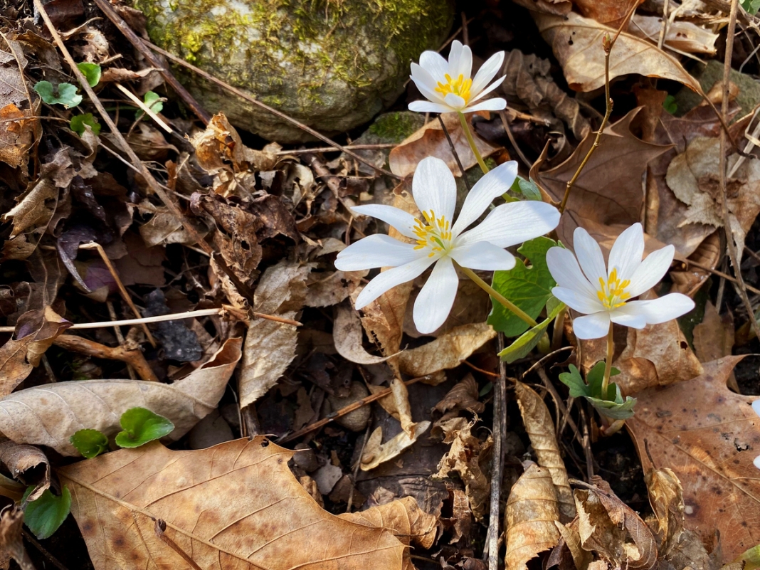 Bloodroot Blooms In The New River Gorge in West Virginia