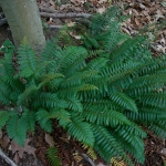 Christmas Fern