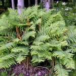 Cinnamon Fern