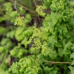Climbing Fern