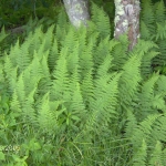Hay-scented Fern