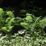 Interrupted Fern