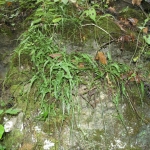 Walking Fern