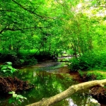 Scary Creek