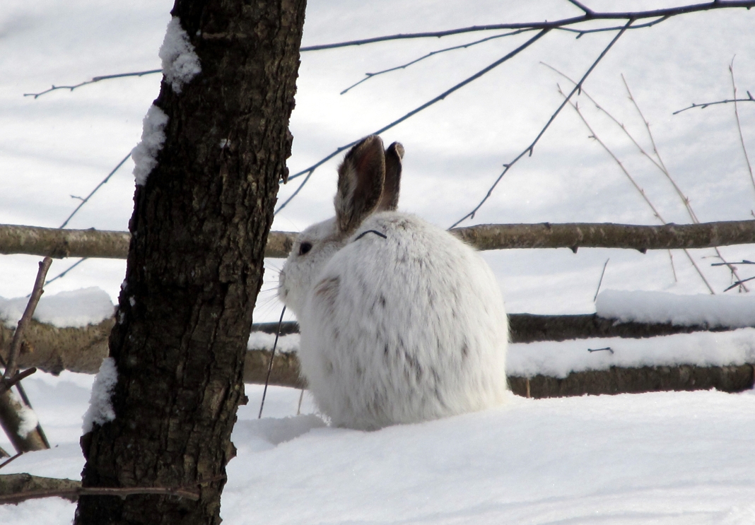 Snowshoe hares may be found among West Virginia's highest peaks.