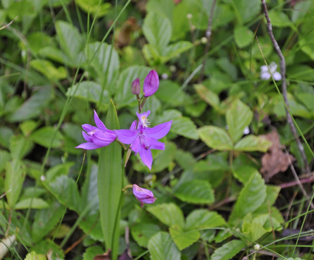 Orchid At Cranberry Glades Botanical Area in West Virginia