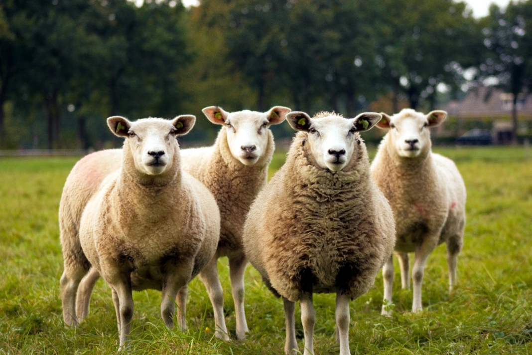 Sheep In West Virginia