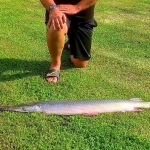 Gar caught in West Virginia