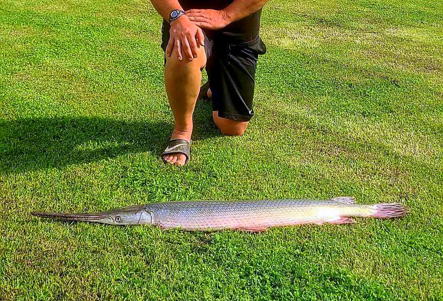 Gar Caught In West Virginia