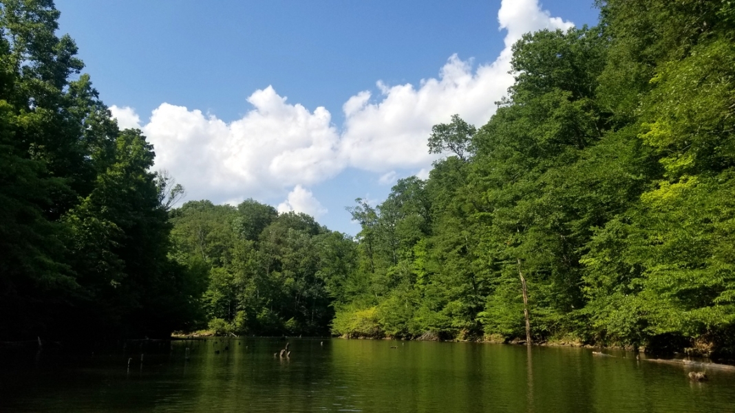 Dents Run Wildlife Management Area in West Virginia