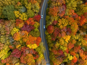 Autumn Leaves In The Canaan Valley in West Virginia