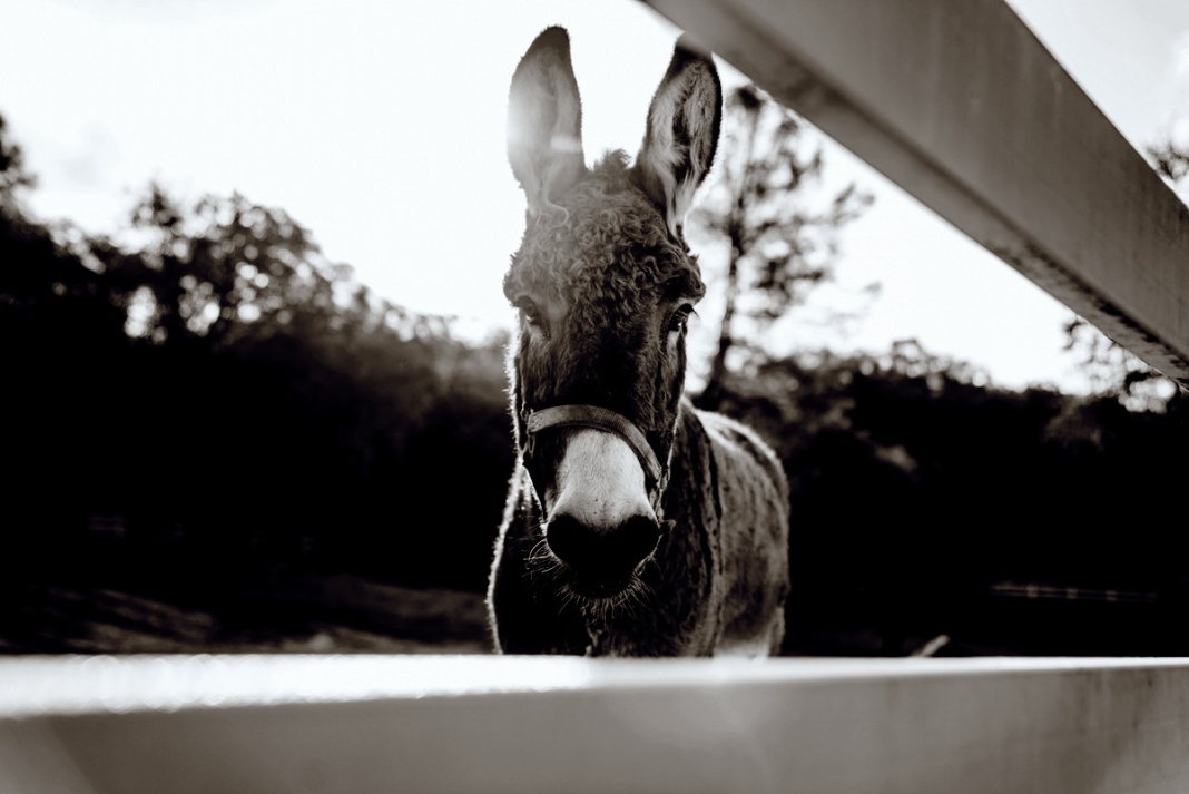 Two Mules And A Pony Railroad By Meritt Thomas