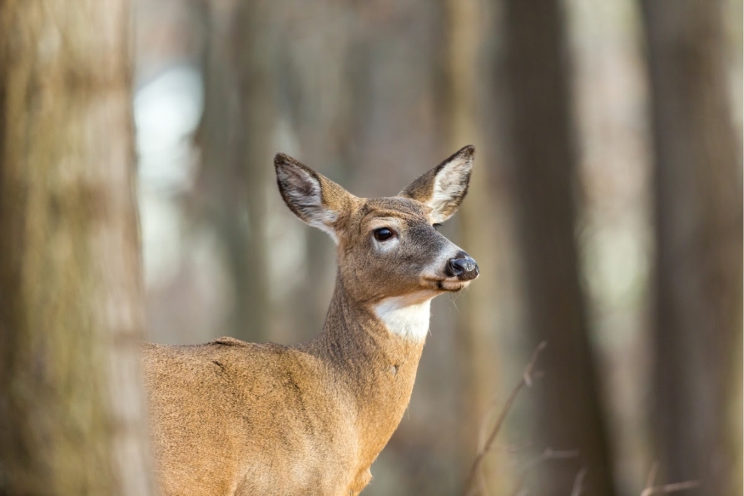 Doe In West Virginia