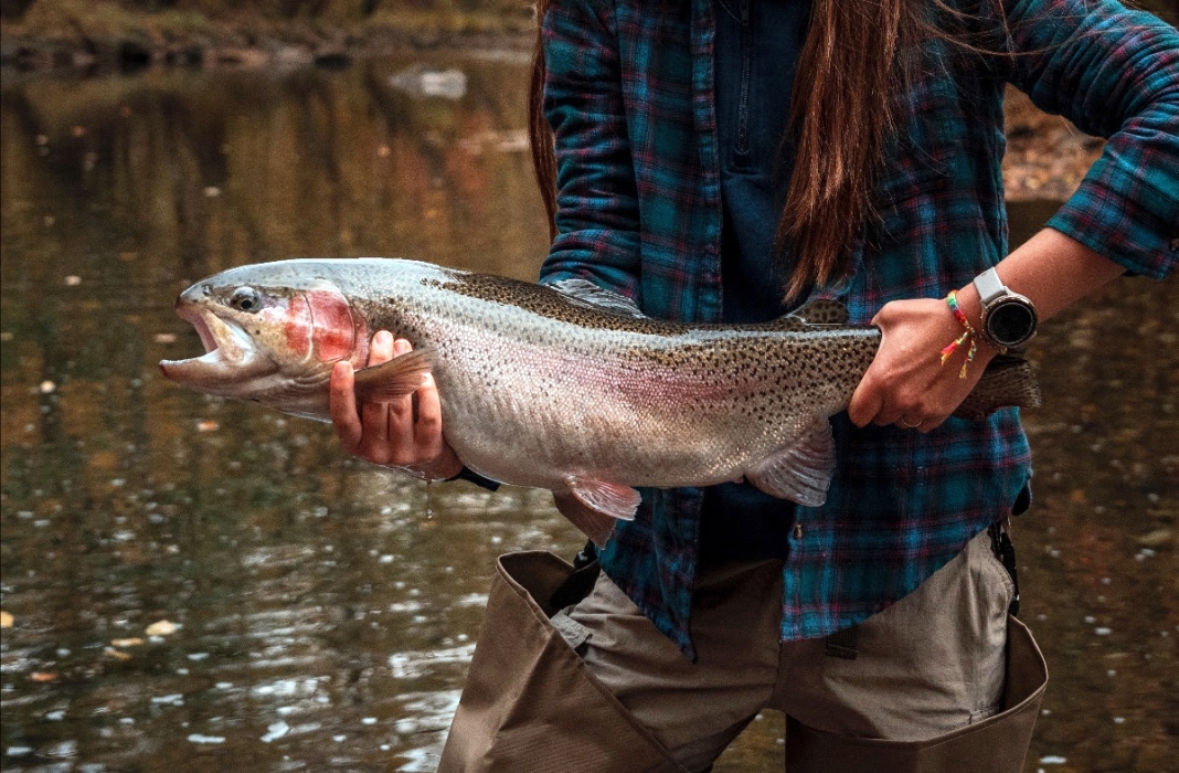 A Monstrous West Virginia Trout
