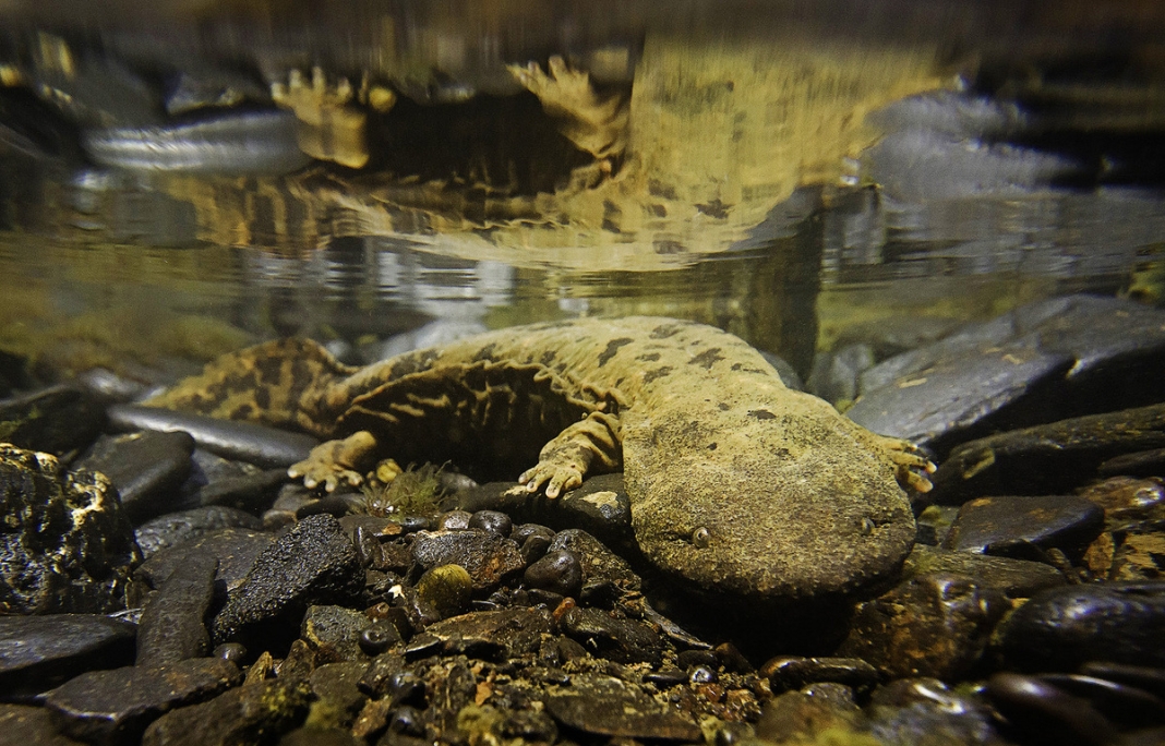 Hellbender Salamander In West Virginia