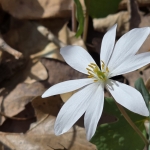 Bloodroot blossom in West Virginia