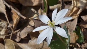Bloodroot is one of the first flowers to blossom in the West Virginia forest. 