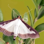Box Tree Moth in West Virginia