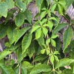 Virginia Creeper in West Virginia