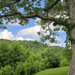 White Oak on Peaks Ridge