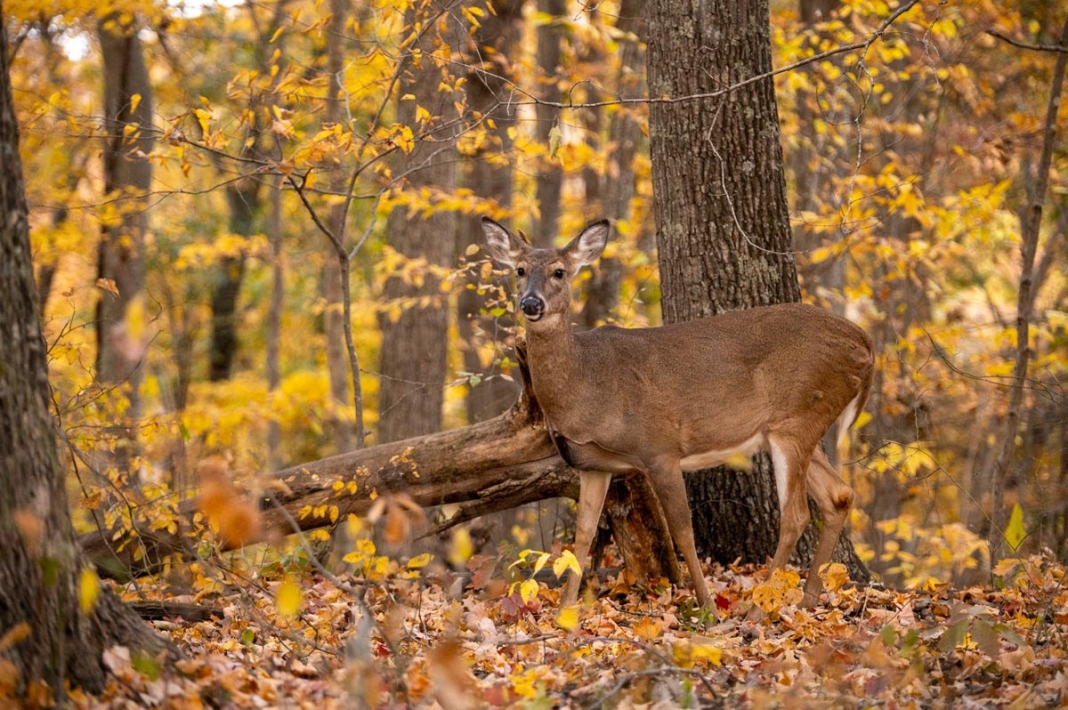 Deer hunt lottery in West Virginia for antlerless deer