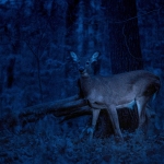 Deer in the night in West Virginia