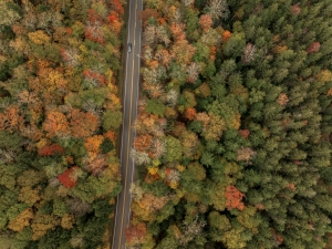 Fall Foliage in the Monongahela National Forest