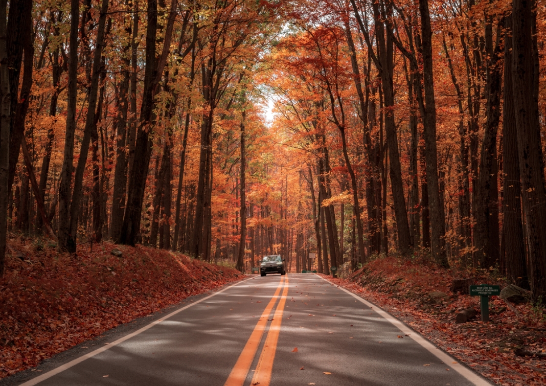 West Virginia Fall Foliage at Coopers Rock State Forest