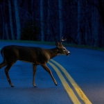 NIghttime deer surveys in West Virginia