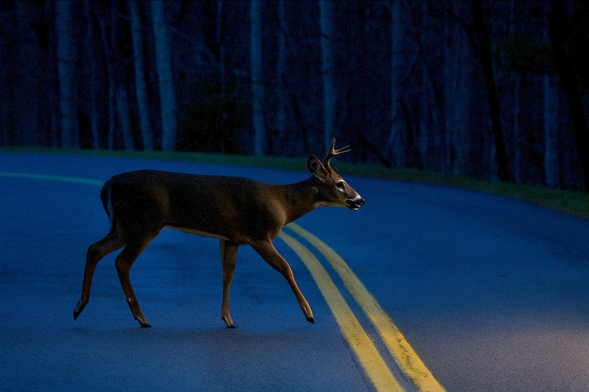 West Virginia to conduct nighttime deer surveys across the Mountain State