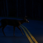 NIghttime deer surveys in West Virginia