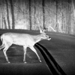 Nighttime deer surveys in West Virginia