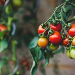 West Virginia Tomatoes by Markus Spiske
