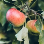 West Virginia apples by Anna Kaminova