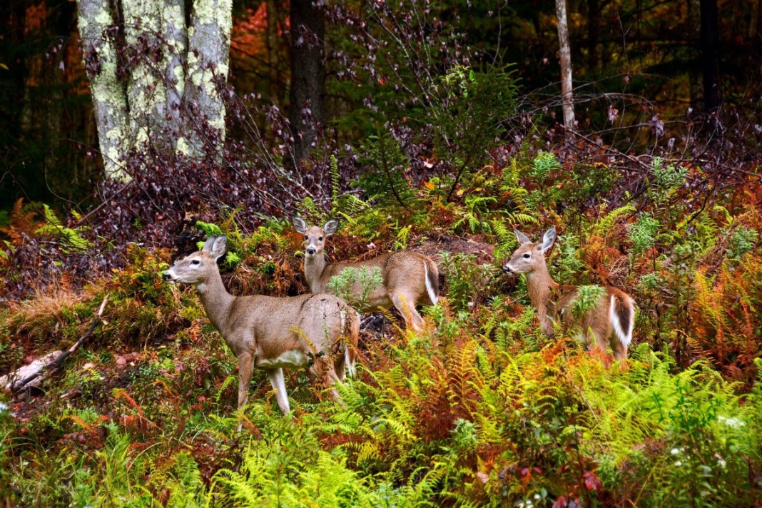 Officials remind public that hemorrhagic disease is harmless to humans and not a long-term threat to deer.