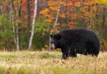 First section of autumn 2025 black bear firearms season opens in West Virginia Black bear hunting in West Virginia is one of the state’s most valued outdoor traditions and an essential part of wildlife management.