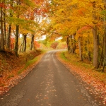 Fall foliage on Broomstraw Ridge