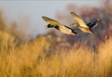 Duck, goose, waterfowl hunting season in West Virginia open October 4 Several migratory bird hunting seasons will open in West Virginia in October, a rite of autumn for many hunters.