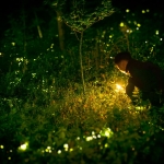 Fireflies in West Virginia